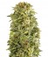 Auto Haze fem (Female Seeds) семена конопли