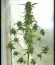Chronic Ryder Auto fem (Doctor’s Choice) семена конопли