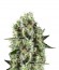 Critical Kush fem (Royal Queen Seeds) семена конопли