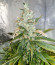 Critical Neville Haze Auto fem (Delicious Seeds) семена конопли