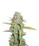 O.G. Kush fem (Royal Queen Seeds) семена конопли