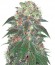 Punky Lion fem (Samsara Seeds) семена конопли
