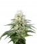 White Rhino fem (Green House Seeds) семена конопли