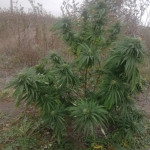 amherst-sour-diesel-humboldt-seeds.jpg