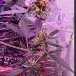 auto-new-york-city-fem-pyramid-seeds.jpg