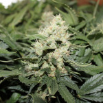 durga-mata-ii-cbd-paradise-seeds.JPG