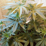gagarin-haze-dutch-passion.jpg