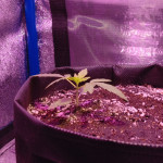 auto-white-widow-fem-pyramid-seeds.jpg