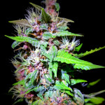 purple-mazar-auto-fem-kalashnikov-seeds.jpg