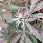 auto-bubble-gum-fem-00-seeds.jpg