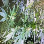 sweet-mix-auto-fem-sweet-seeds.jpg