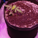 auto-white-widow-fem-pyramid-seeds.jpg