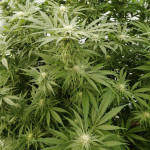 peyote-critical-barneys-farm.jpg