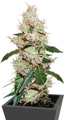 Afghan Kush X White Widow fem (World of Seeds)