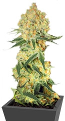 Auto Wappa fem (Paradise Seeds)