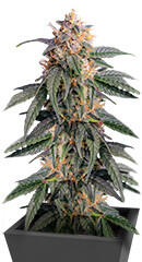 Ghost Chem OG Autoflower fem (Seedkeepers)