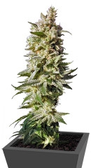 Mataro Blue fem (Kannabia Seeds)