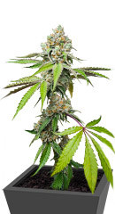 Triple G fem (Royal Queen Seeds) семена конопли