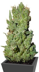 West Coast O.G. Auto fem (FastBuds)