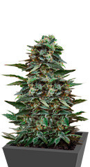 Кубанский убийца fem (Kalashnikov Seeds)