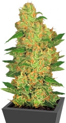 Auto Acid fem (Paradise Seeds)