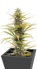Auto Bruce Lemon Diesel fem (Dutch Passion)