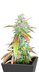 Bruce Banner fem (Cali Buds Seeds) семена конопли
