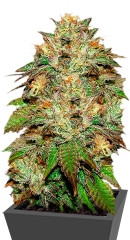 Купить семена конопли Bubba Kush мини