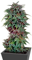 Durban Poison regular (Dutch Passion)