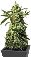 Купить семена каннабиса Laughing Buddha мини
