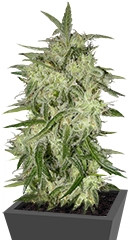 Lemon OG Haze Automatic fem (Nirvana Seeds)