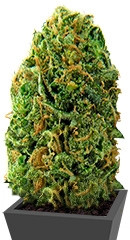 Massive Midget Auto fem (Heavyweight Seeds)