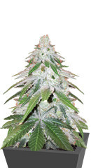 Purple Punch Cookies fem (Original Sensible Seeds)