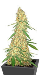 Super Glue fem (Anesia Seeds)