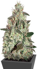 Thunder Bloody Mary Auto fem (Samsara Seeds)