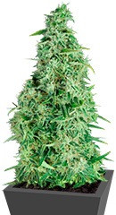 Incredible Bulk Auto fem (Dr. Krippling Seeds)