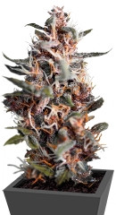 Auto Blackberry Kush fem (Dutch Passion)