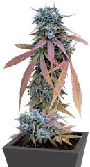Blue Kush Autoflowering fem (Dinafem Seeds)