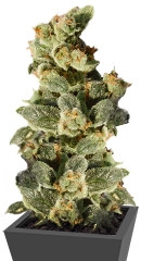 Gnomo Auto fem (Kannabia Seeds)