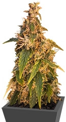 Jack Herer Auto fem семена конопли