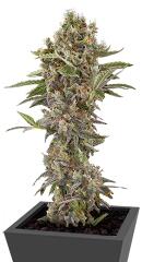 Moby Dick Autoflowering fem (Dinafem Seeds)