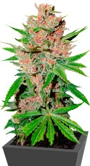 Passion Fruit fem (Dutch Passion)