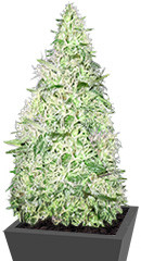 Silver Buddha Haze fem (Sumo Seeds)