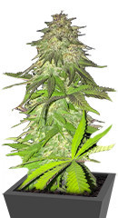 Lord Kush fem (Delicious Seeds) семена конопли