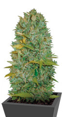 Auto Biggest Bud fem (Victory Seeds)