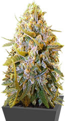 Biggest Bud (Big Bud) fem (Victory Seeds)