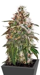 Blue Kush fem (Dinafem Seeds)