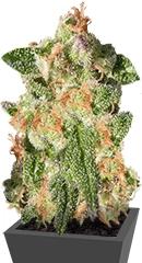 CBD-enriched Warlock fem (Serious Seeds)