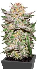 Auto Caramel King fem (Bulk Seed Bank)