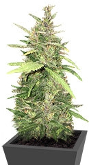 Crystal METH Auto fem (FastBuds)